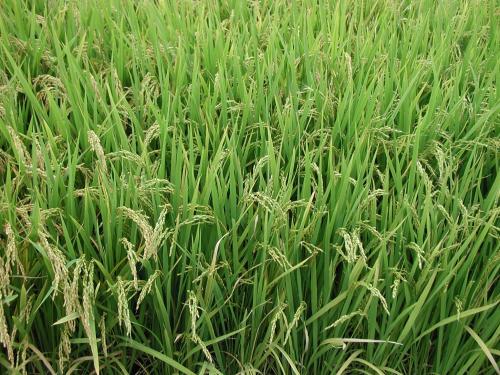 Rice growing in Korea.