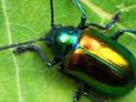 Beetle mainia.