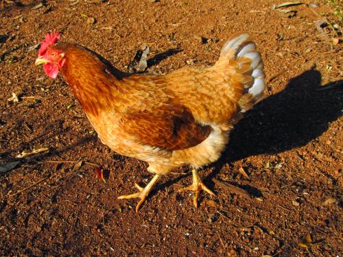 Isa Brown, my favourite red hen.