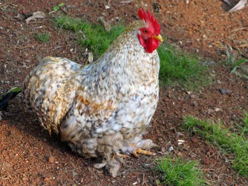 Free range, every chook should live this way.