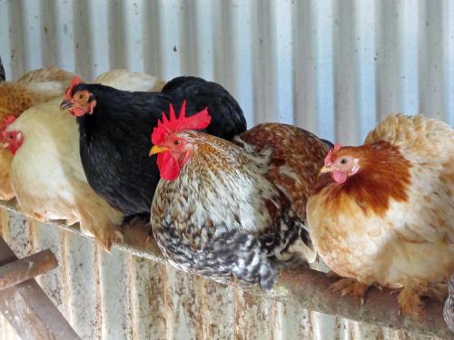 Roosting rooster.