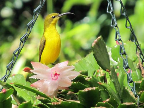 Our wondrous world with Sun Bird and Zygo cactus.