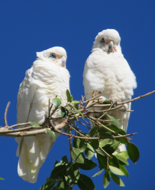 Corellas stand in for white doves