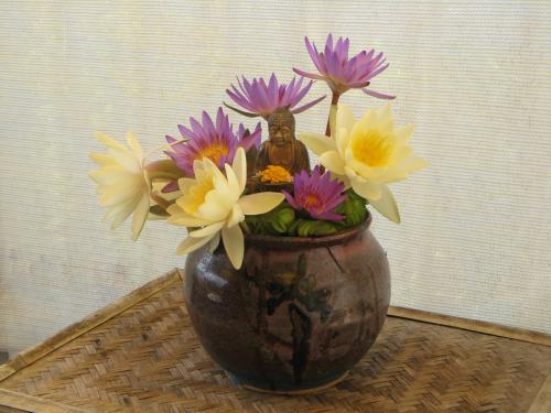 I picked these waterlilies for you.