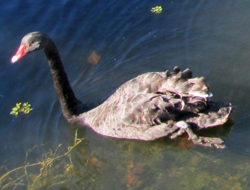 This is not the Suwannee River.