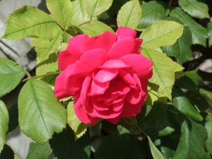 2008_0806Summer0027