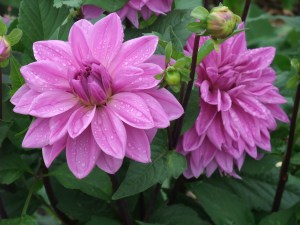 2008_0806Summer0059