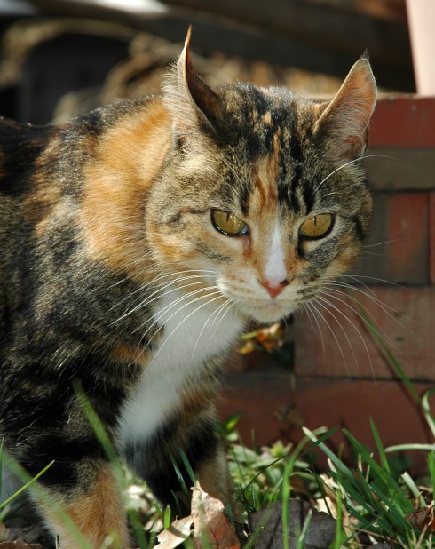Tabasco eyes