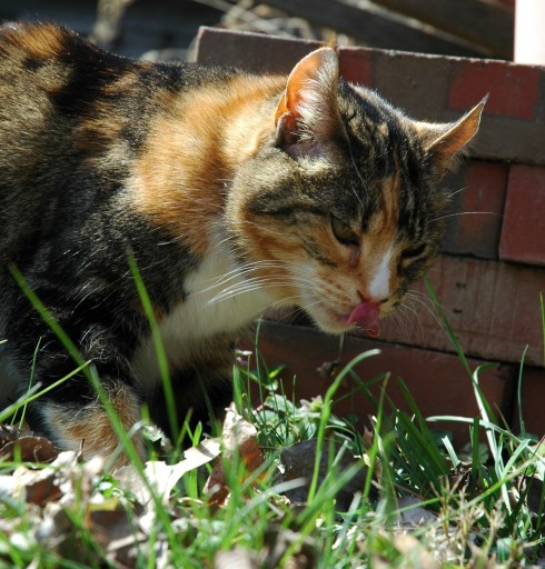 Tabasco Lick