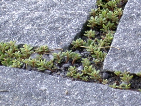 Between the stones