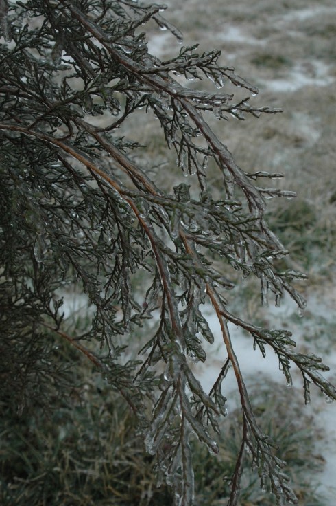DSC_5667