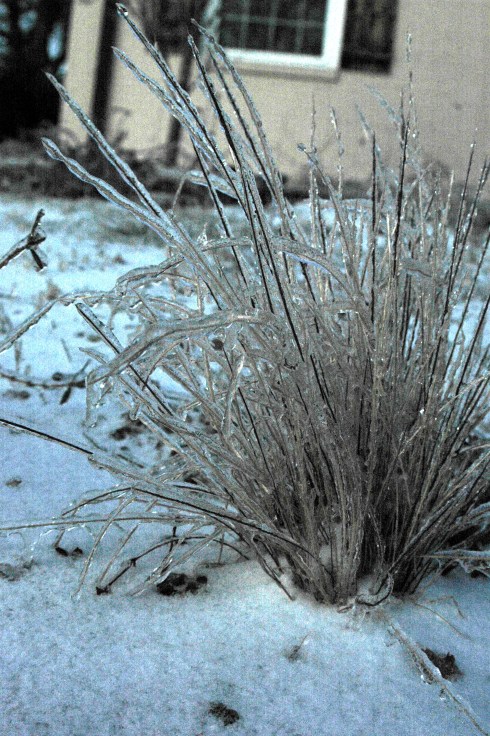 icegrass adjusted 2