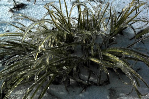 icegrass adjusted 4