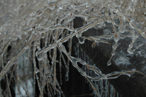 iceygrass