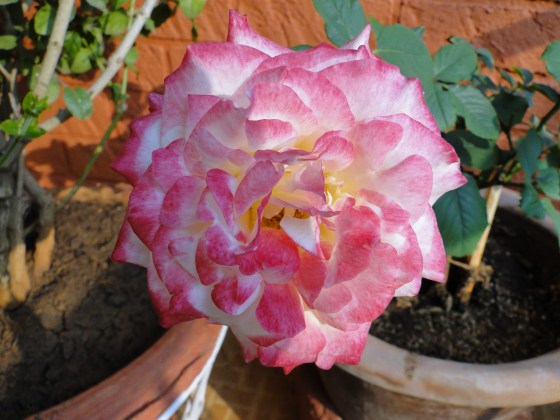 Rose2