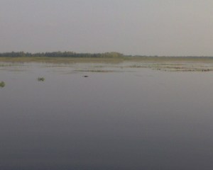 gator 3 Boudreaux