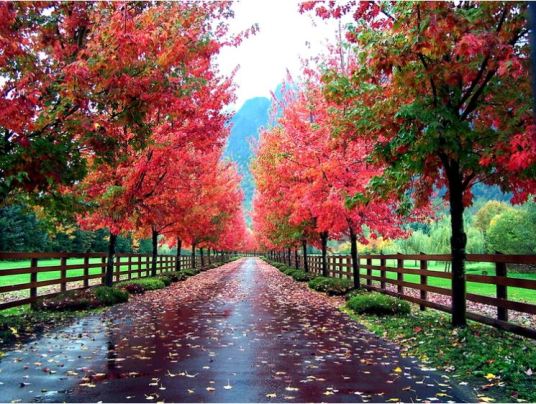 Fall Foliage. photo credit: bigstock.com
