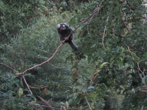 Monkey! Monkey!
