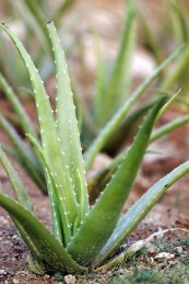 aloe vera plant