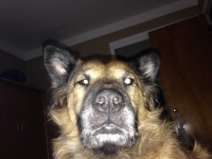 Kodi disapproving