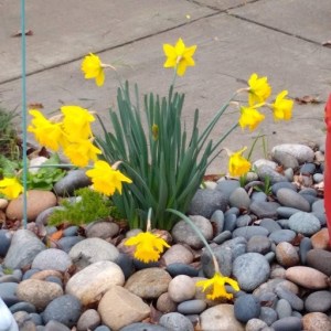 Photo of 2019 Feb Daffodils