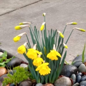 Photo of 2019 Feb Daffodils