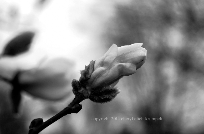 Spring in grays, photography of nature