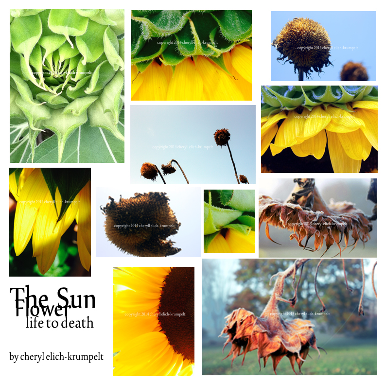 The sun flower, photography by Cheryl Elich-Krumpelt