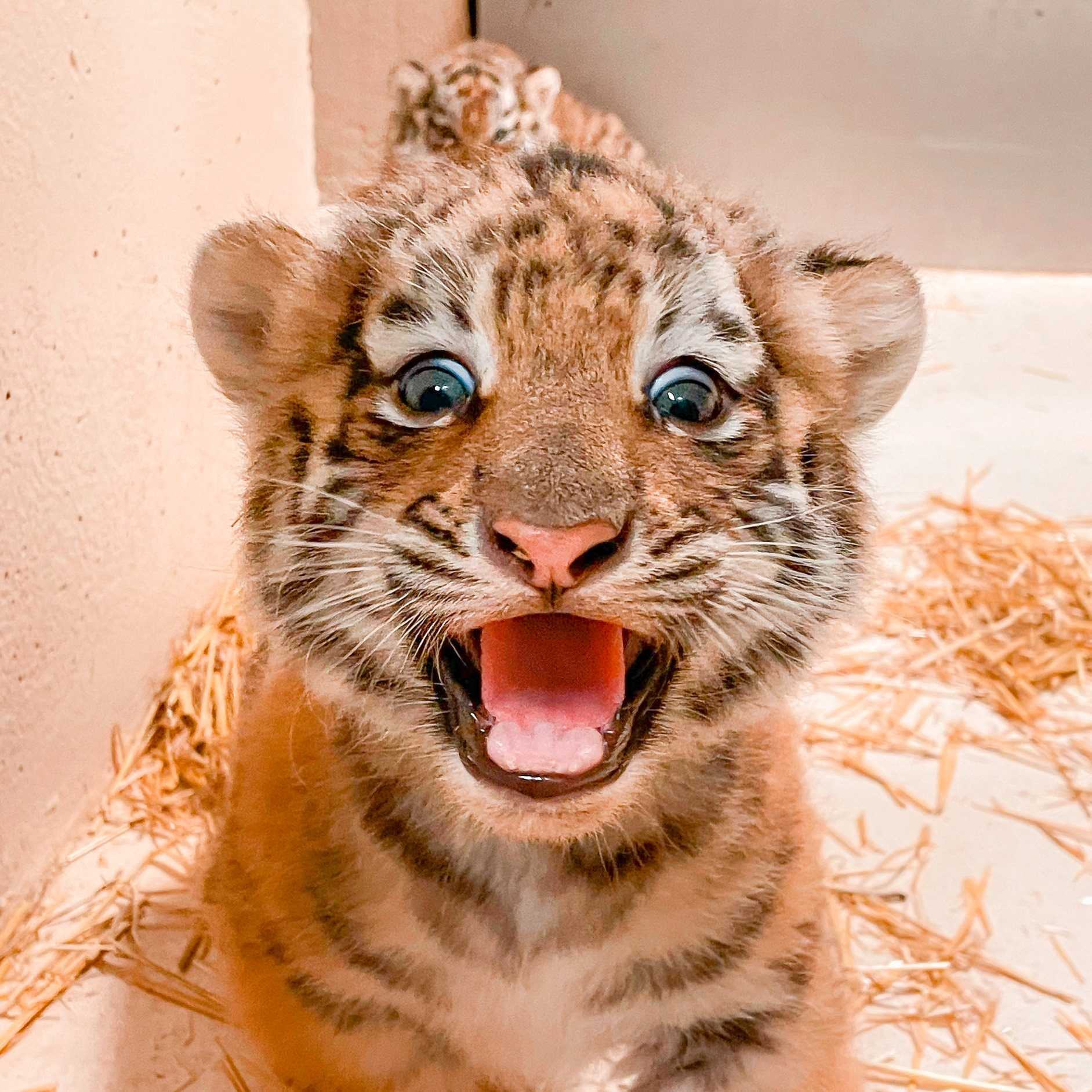 Meet Alexei and Rory: Ohio zoo names adorable new tiger cubs