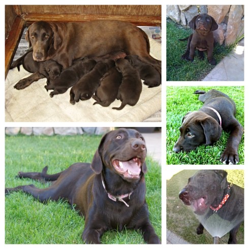 Bailey 3rd birthday