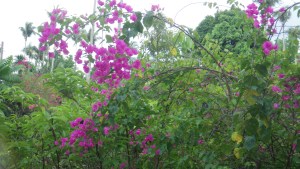 flowers1