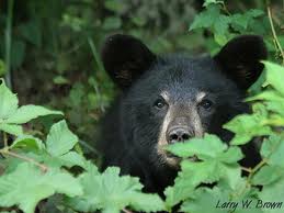 Image result for bear in the woods