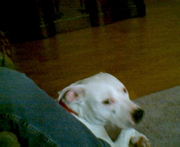 spaz 1