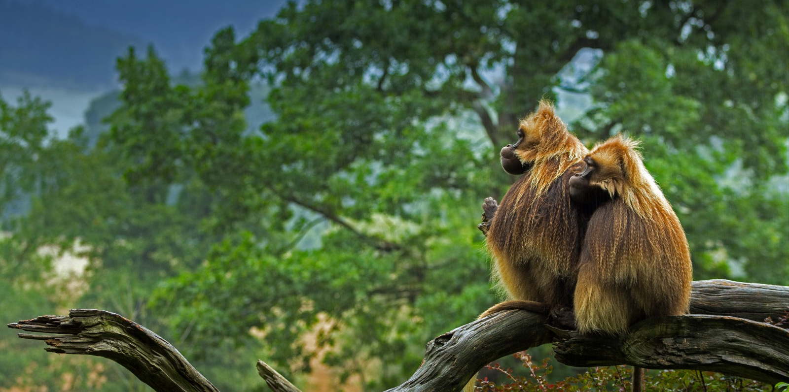 baboon love