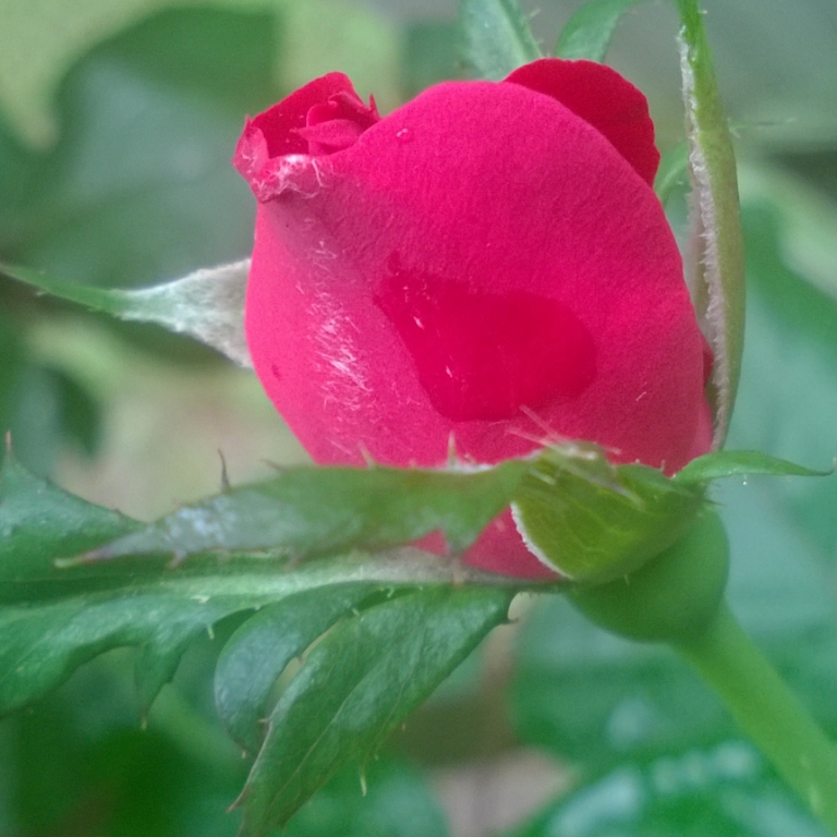 rose-2-bloom