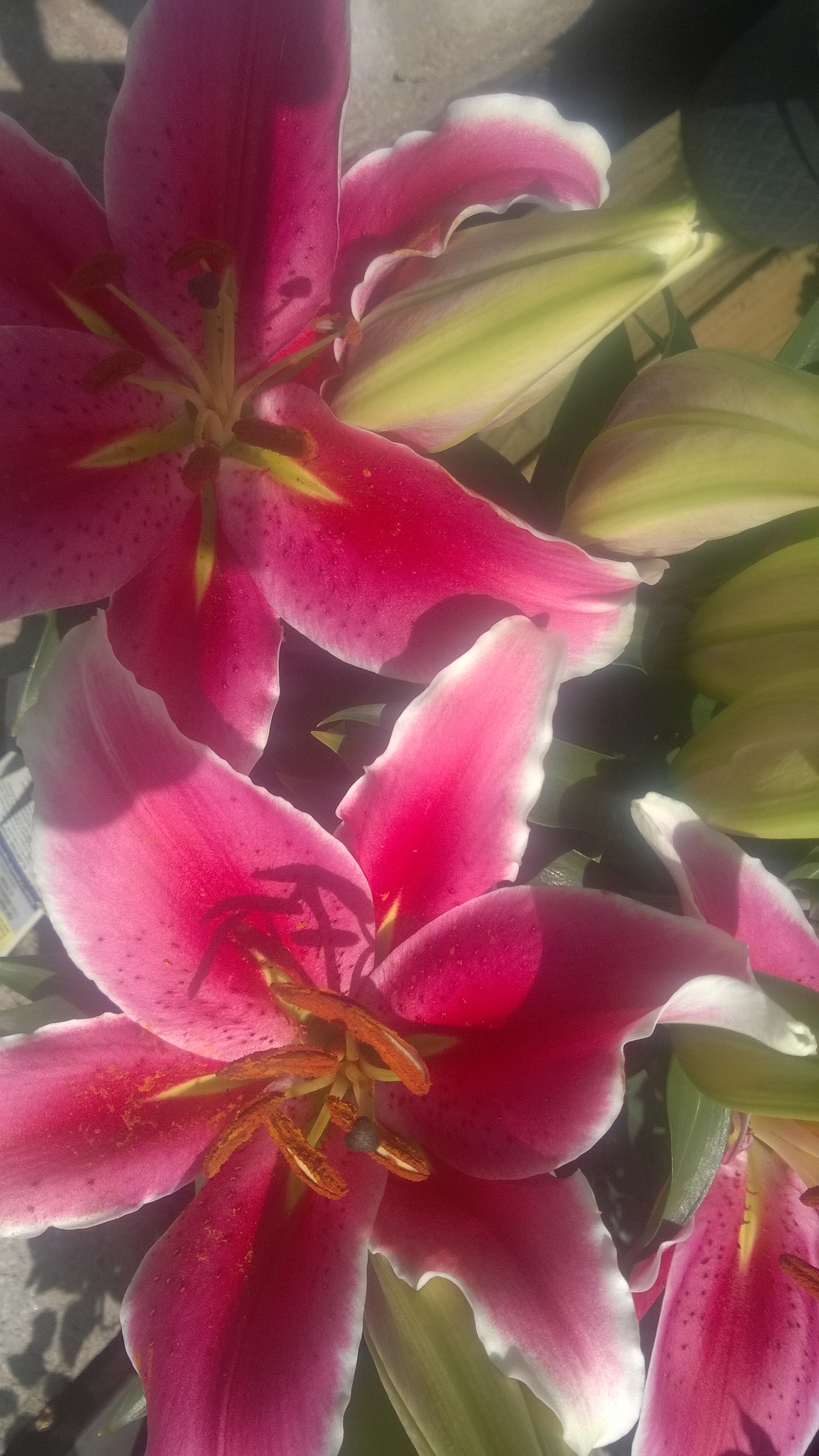 WP_20160408_14_37_11_Pro