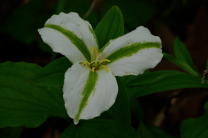 trillium-green-thin-gp1005-050