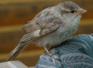 sparrow-IGP0380