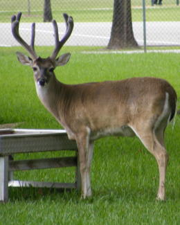 mr-buck mr-buck