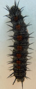 MCC top view
