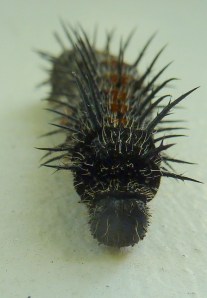 Mourning Cloak Caterpillar