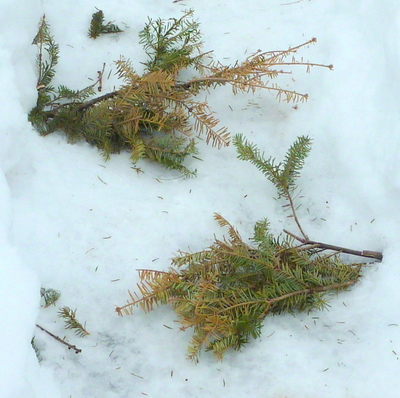 Solution -- stab branch ends into snowbanks...-1