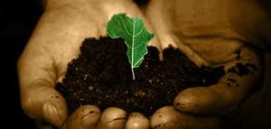 Hope Seedling