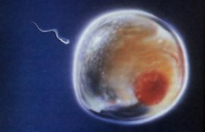 week2-sperm-and-egg