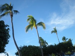 Palm Trees