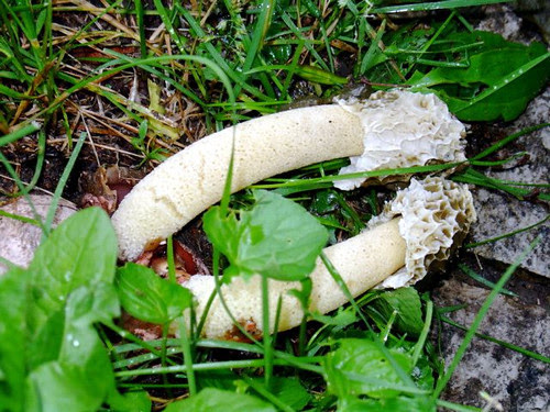 Image-12D91626B34A11D8