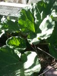 Rhubarb leaves
