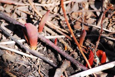 tulips rising 2