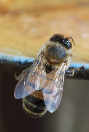 Bee Back May 12 2018_0018 b (1)