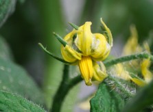 Garden Grows June 3 2018_0003 a